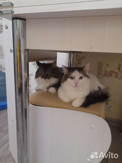 Кошка и кот в дар
