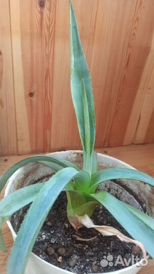 Агава королева Виктория Agave victoriae-reginae