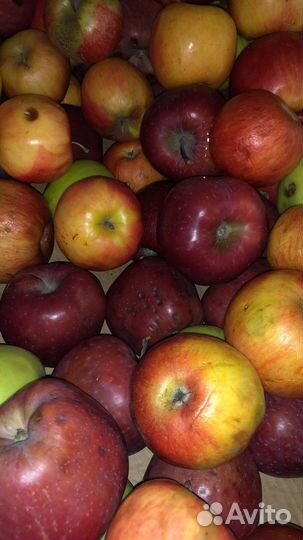 Фрукты овощи на заготовки