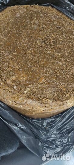 Живица кедровая (смолка) оптом