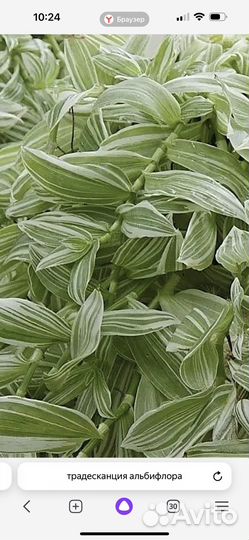 Черенки срезами для самостоятельного укоренения