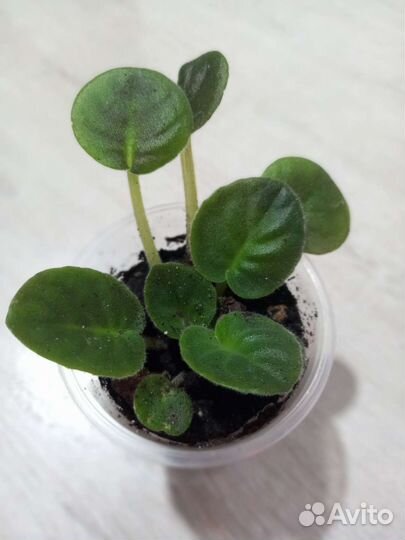 Сингониум,строманта,фиалка