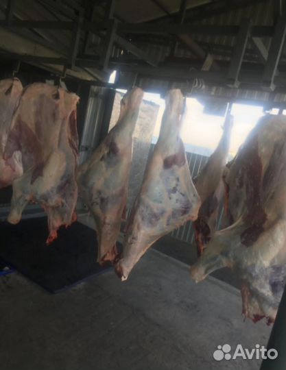 Говядина свинина