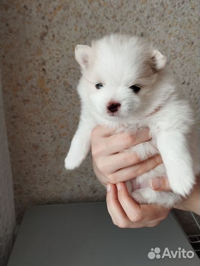 Щенок шпица