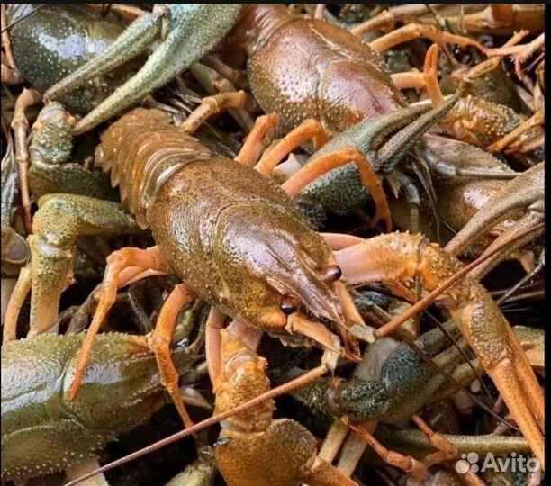 Живые раки доставка бесплатно