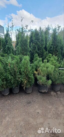 Саженцы сибирского кедра