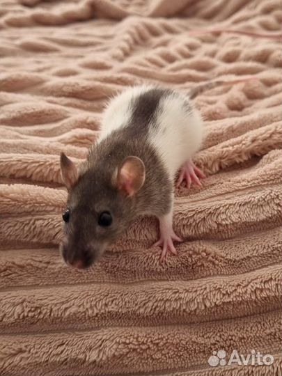 Крыса дамбо