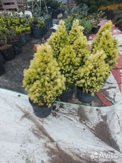 Ель канадская Дейзи Уайт С2 30-40см