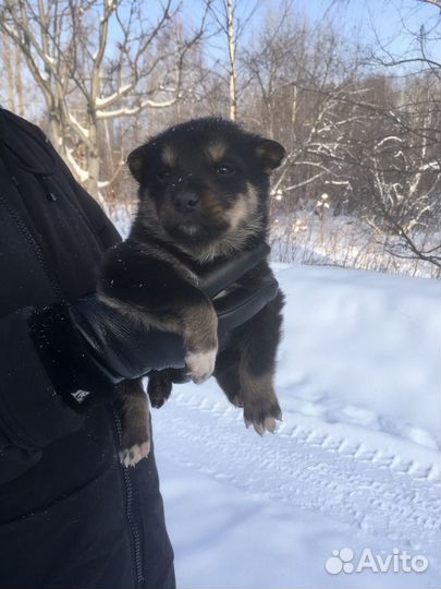 Щенки мальчики, 2 месяца