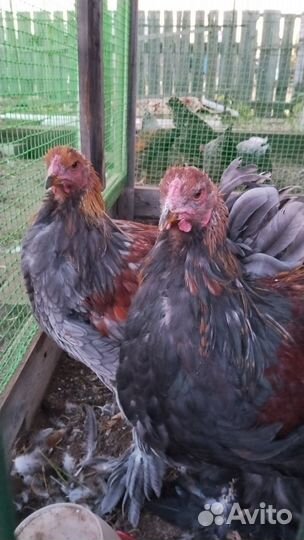 Петухи породы брама
