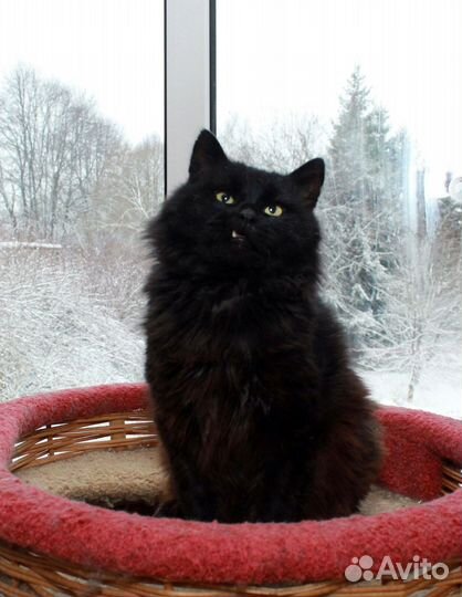 Кот ищет дом