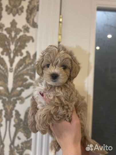 Мальтипу мини