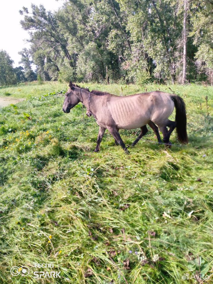 Лошадь