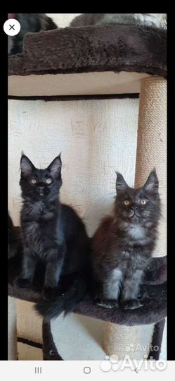 Котята мейн-кун