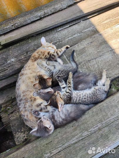 Котята в добрые руки бесплатно