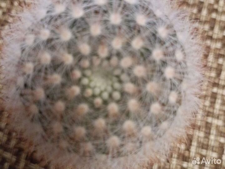 Мамиллярия