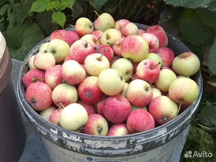 Яблоки домашние