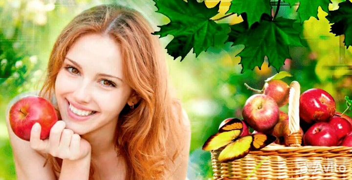 Сборщик яблок. Сезонная работа