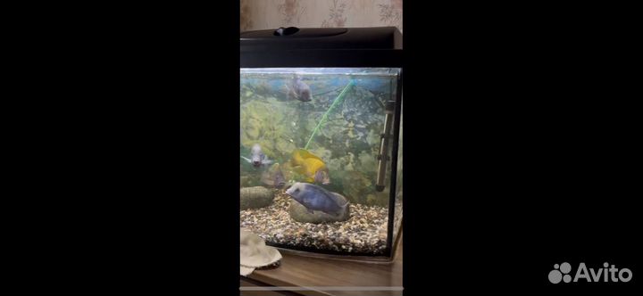 Аквариум с рыбками