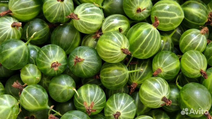 Саженцы крыжовника