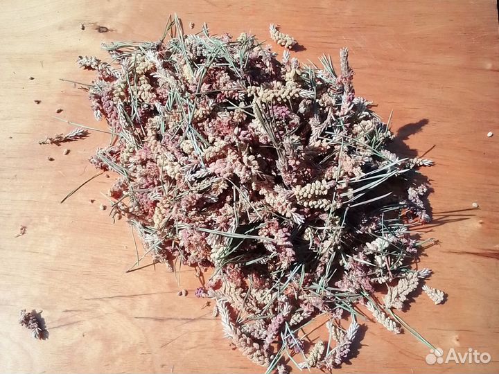 Соцветия сосны