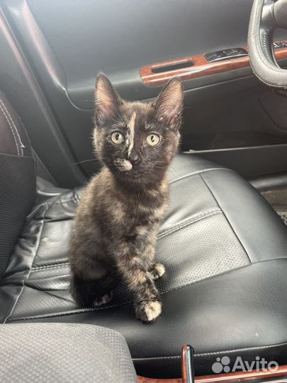 Котята в добрые руки даром