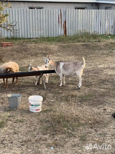 Козы молоко