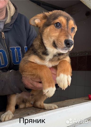 Щенок в добрые руки