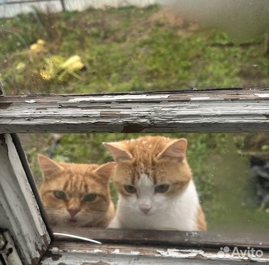 Кошка в дар