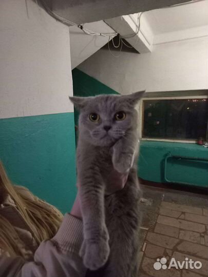 Британский кот в добрые руки