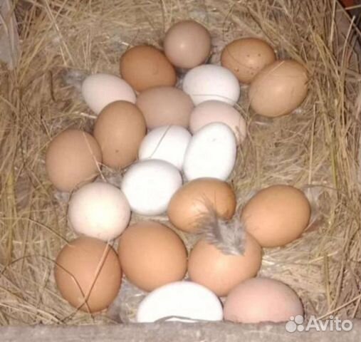 Яйца деревенские с Инжавинского р-на