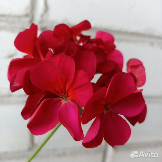 Пеларгония герань красная