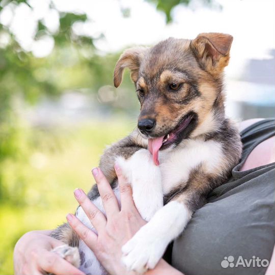 Щенок в дар