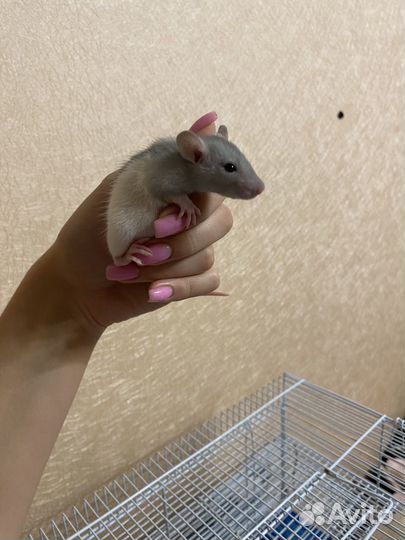 Крыса дамбо сфинкс крысята