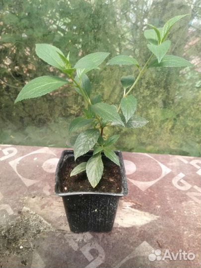 Гортензия метельчатая Ваниль Фрайз и Фрайз Мельба