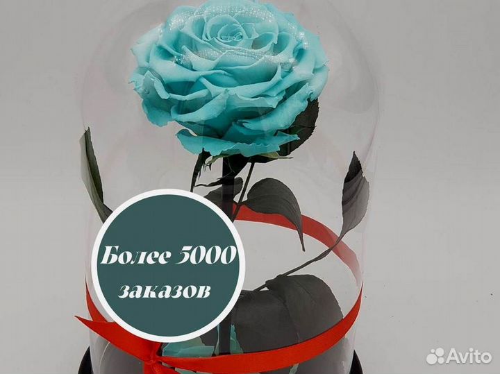 Роза в колбе. Новая