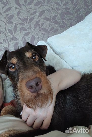 Вязка ягдтерьера