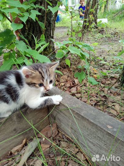 Кошка в дар