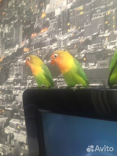 Попугай неразлучник