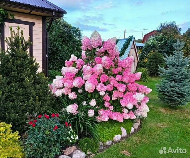 Метельчатая гортензия