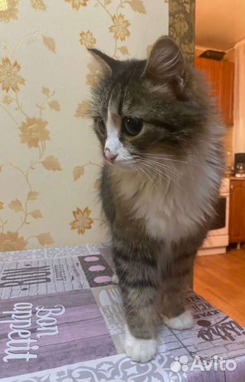 Норвежская лесная кошка