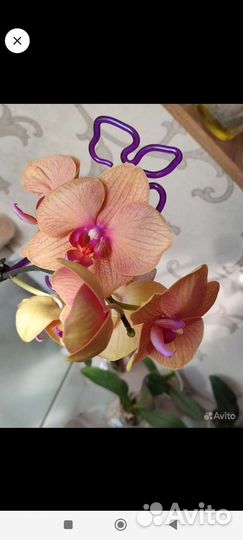 Орхидея фаленопсис