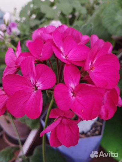 Пеларгония герань