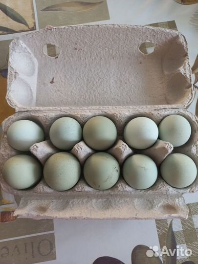 Инкубационное яйцо породистых кур