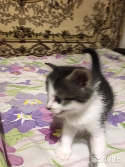 Котенок пятнистый