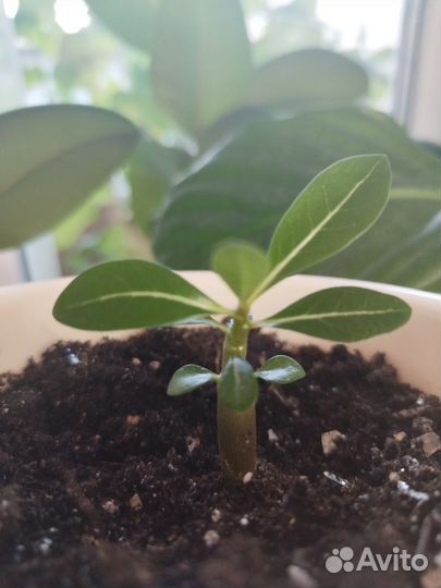 Комнатные цветы адениум