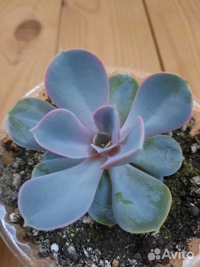 Граптопеталум, эхеверии