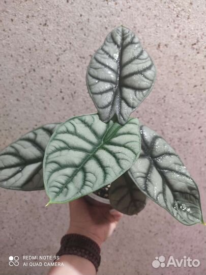 Хойя, алоказия, фиалки, крестовник, фикус