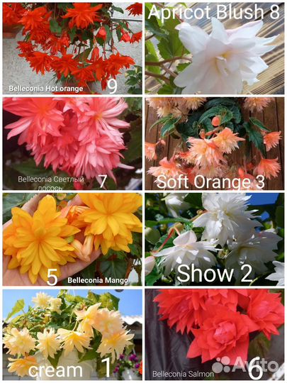 Бегония-Белликония