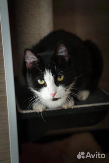 Кот в добрые руки